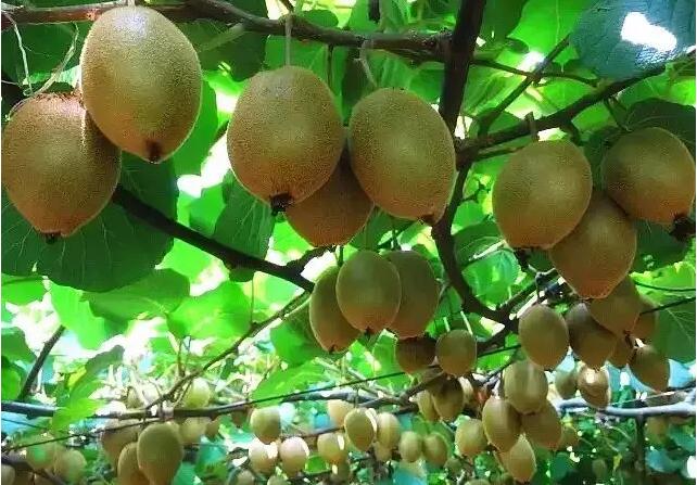 解碼：年薪30萬銀行行長辭職搞種植（附5個思路）