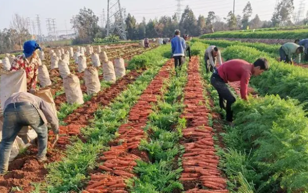 擺脫國(guó)外卡脖子，如何給胡蘿卜裝上了“中國(guó)芯”，莊飛云奮斗了20載