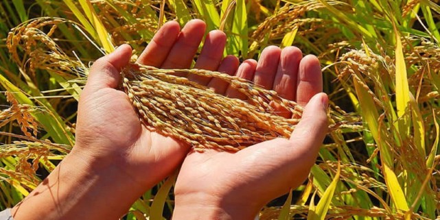 糧食危機在即！七步走，中國糧食安全自己掌控