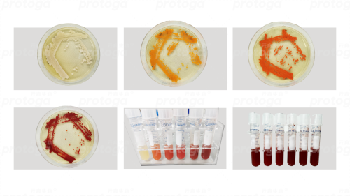 20個月，3大平臺，300倍！元育生物以全左旋蝦青素引領合成生物新紀元