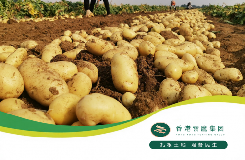科技種田新范式：云盈農業用馬鈴薯書寫“中國糧倉”自給自足新答卷