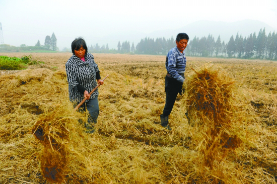 農業部強調秸稈綜合利用率，飼料業、化肥業或將重創