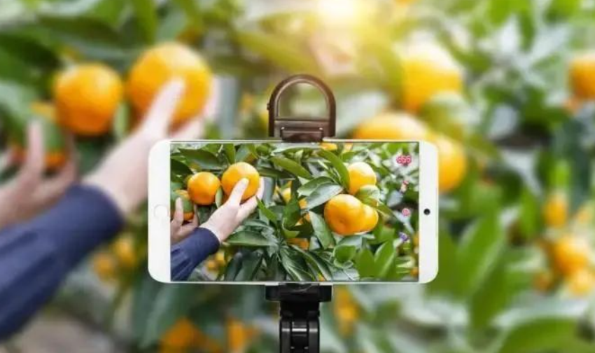 未來農(nóng)村電商怎么玩，一篇文章講清說透