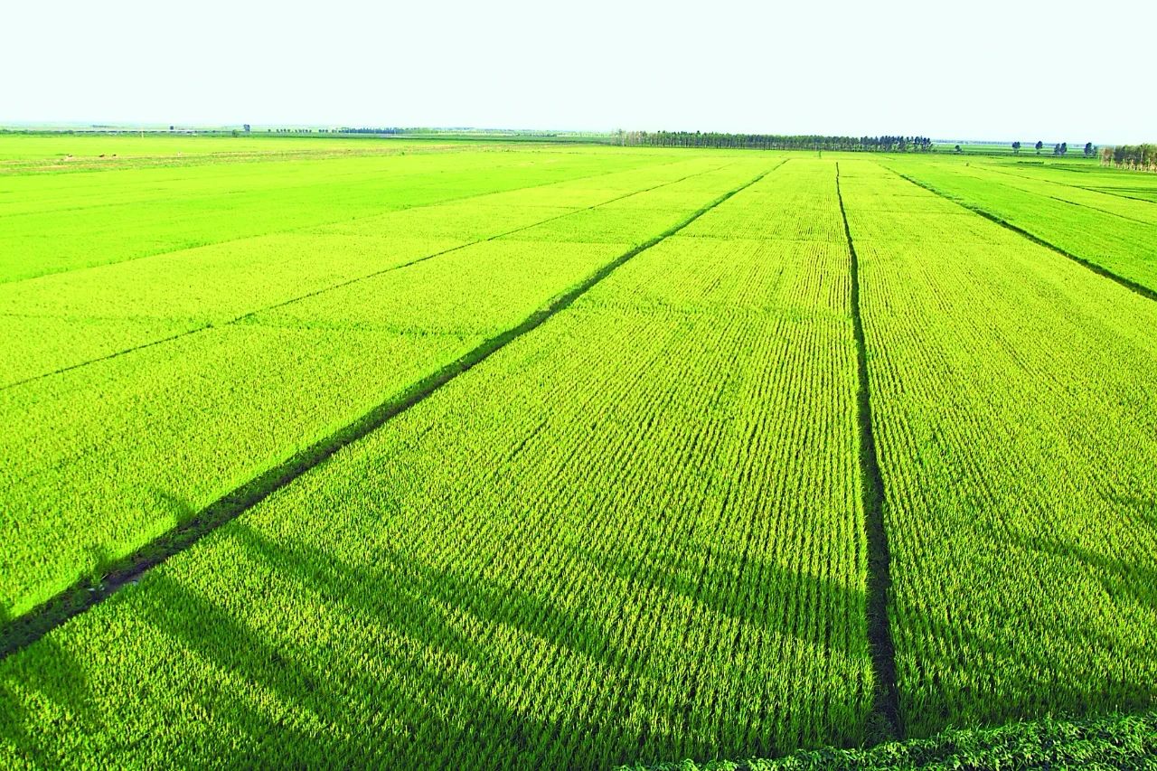 【海外農業】美國農業模式不適合中國：警惕土地流轉騙局