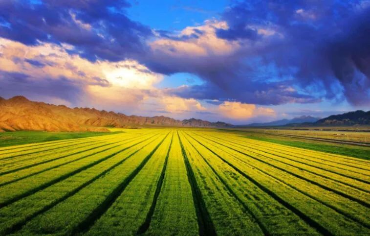 紅利已來！農(nóng)業(yè)生產(chǎn)托管六大模式，專業(yè)的人干專業(yè)的事