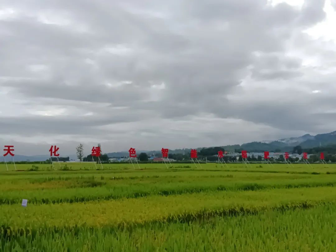 【商業案例】云天化集團：探索服務農業新模式