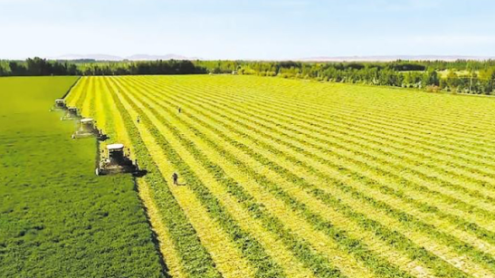 三農(nóng)日?qǐng)?bào)|政策：強(qiáng)化農(nóng)業(yè)科技和裝備支撐；專家：現(xiàn)代農(nóng)業(yè)需“美”和“精”