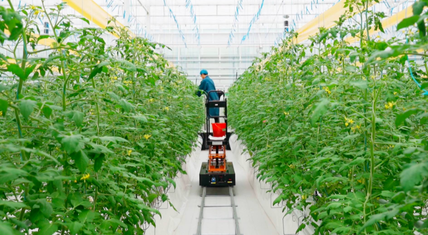 日本設施農業采收機器人未來發展趨勢及對中國的啟發