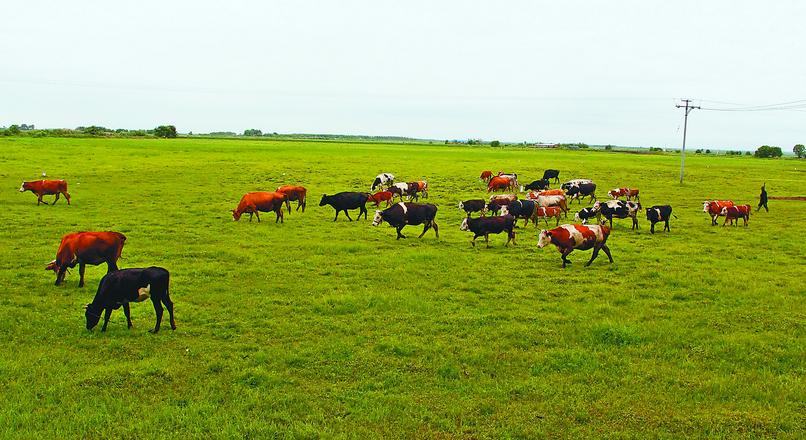 養(yǎng)殖大戶(hù)如何搭乘上“互聯(lián)網(wǎng)+”這趟列車(chē)?