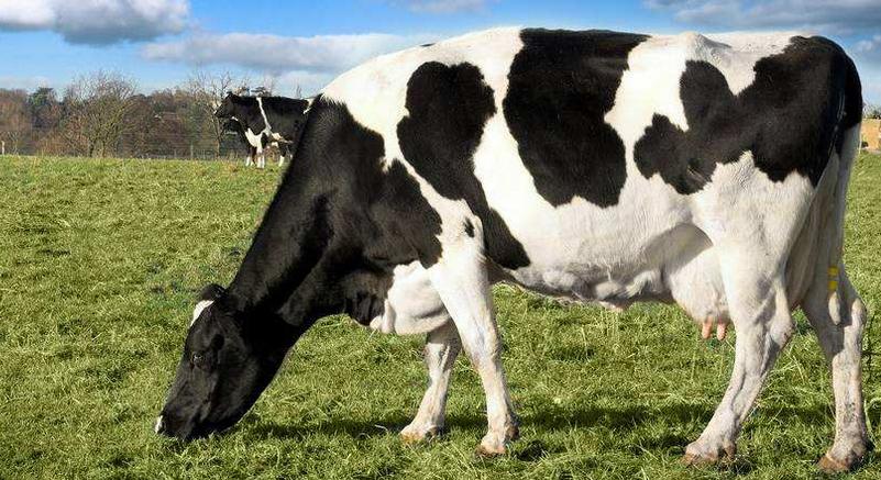 2017年，養(yǎng)殖大戶(hù)該如何“玩”？