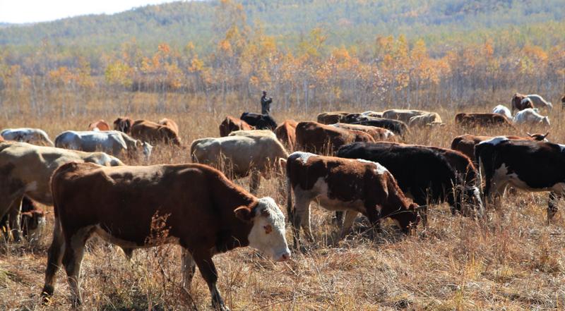 未來，養殖業的“破”與“立”