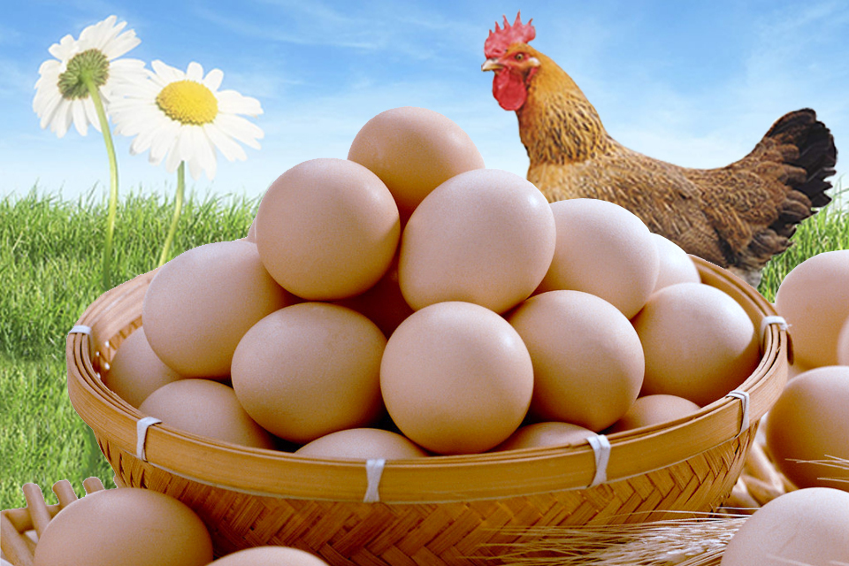 雞蛋養(yǎng)殖業(yè)陷入虧損！整個養(yǎng)殖業(yè)都在尋出路|銳觀察