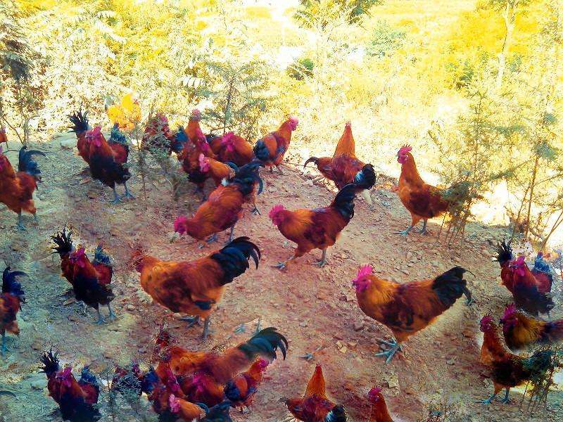 養(yǎng)殖者需修煉內(nèi)心 避免六大心態(tài)