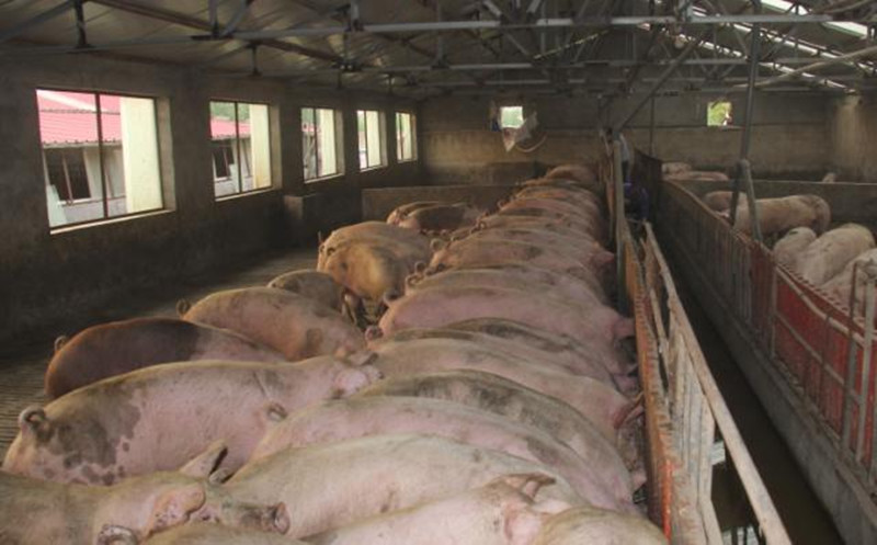 不要再這樣養豬了！很多養豬人栽了大跟頭