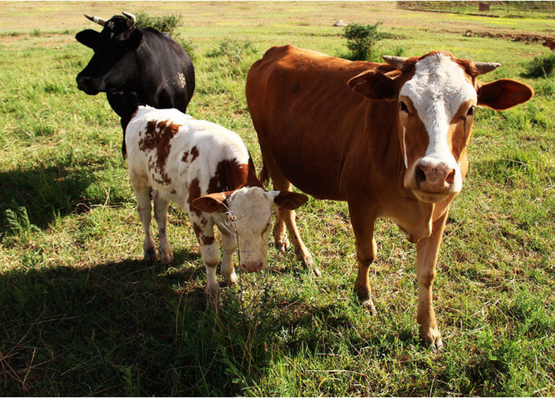 案例|養殖肉牛，3年銷售小目標1個億，90后返鄉創業者怎樣實現