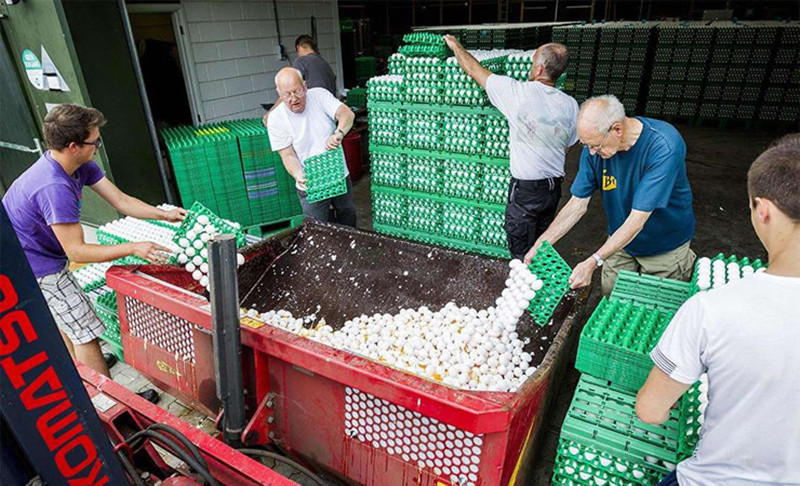 歐洲毒雞蛋蔓延農戶損失慘重，比利時農業大臣擬民事索償