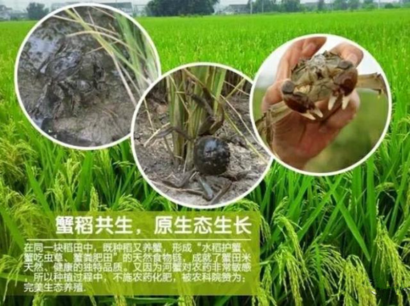 稻蟹綜合種養畝均純收入7189元，效益就是這么高！