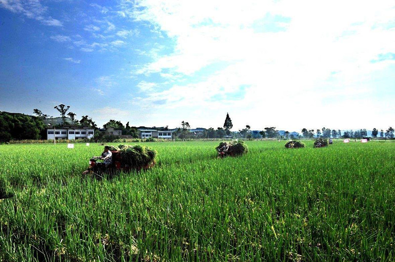 南方養(yǎng)殖業(yè)復(fù)蘇，多省份開始搶豬源：養(yǎng)豬還獎(jiǎng)補(bǔ)200萬、300萬