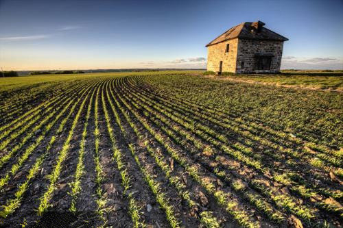 中國倡導“無豬村” 英媒：治理農(nóng)業(yè)污染 調(diào)整“豬周期”
