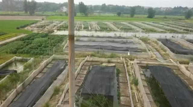 養殖狂人返鄉創業，水產養殖年入1000萬，他是怎么做到的？