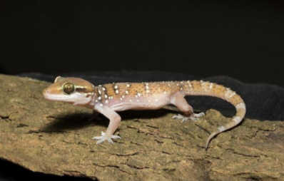 另類創業|養殖壁虎如何年賺入100萬