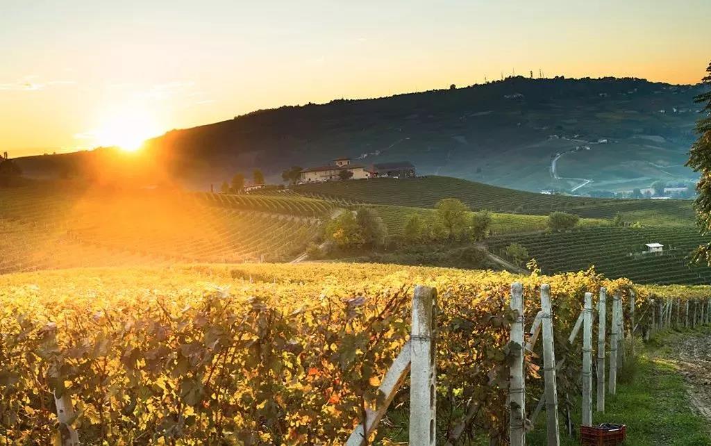 三農日報|專家：規模化養殖不適合中國國情；拼多多財報顯示：未來幾年虧損或將繼續