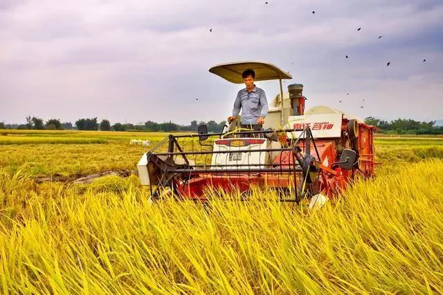 農業農村部：歡迎外商投資種業；我國飼料行業和養殖業將呈現規?；图瘓F化趨勢