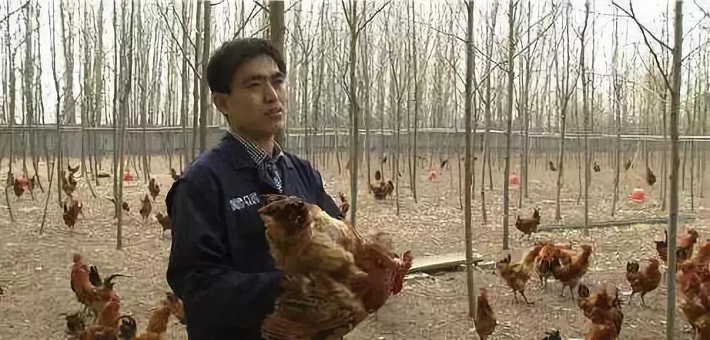 他曾投資10萬元養雞，遭遇血本無歸后，靠給雞喂大蒜而大獲成功