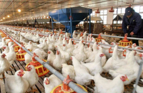 禽系列研究之五：如何理解當前白羽雞的供給？