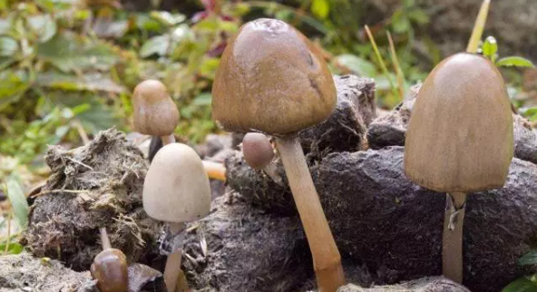 牛糞變廢為寶：牛糞的13種用途，有人年賺百萬！