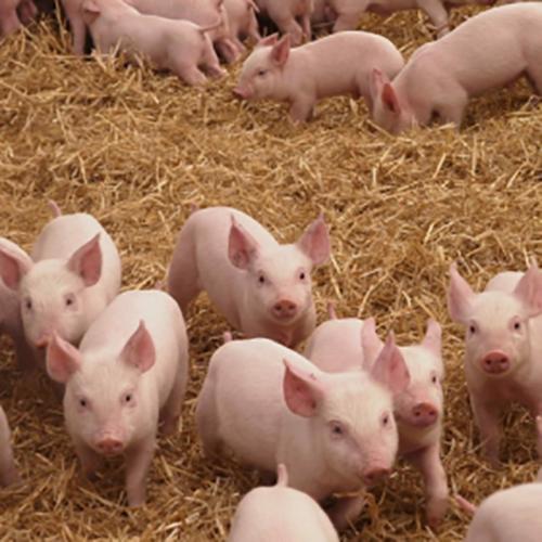 【華畜案例分析】斷奶仔豬拉稀比例60%降至1%，原來(lái)技巧在這里