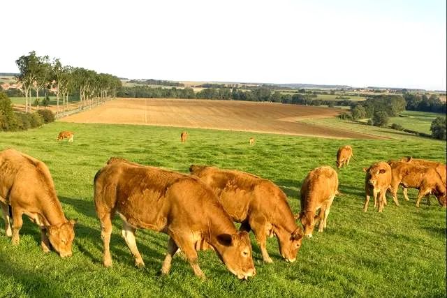 【行業報告】2020年度中國畜牧產業形勢分析及2021年展望報告