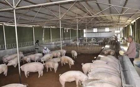 【海外農業】看養豬強國丹麥是如何處理糞污的！