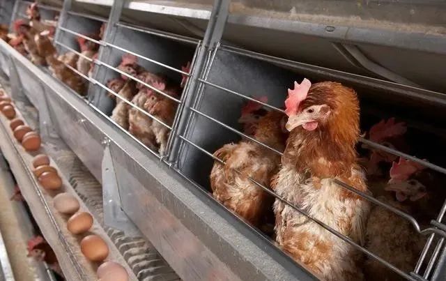 【海外農業】家禽業在變革之路上，以色列正在禁止使用籠舍養雞