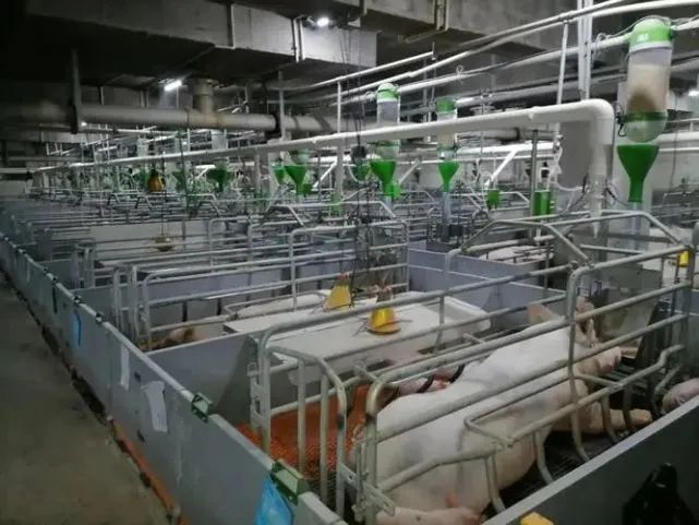 【智能養殖】AI養豬如何降低養豬成本