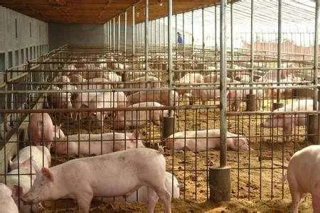 【創業案例】湖北“云養豬”是一個什么樣的養豬模式？