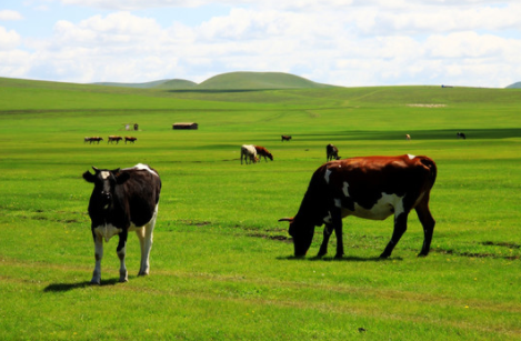 【聚焦畜牧業】畜牧業才是鄉村振興的重中之重