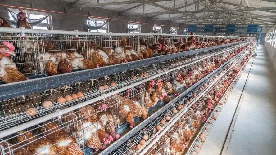 【上市公司】北農大沖擊中國蛋雞種業“芯片”第一股