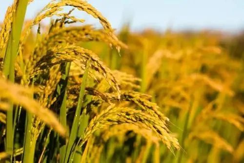 角力場？賣鞋的搞農業、種金針菇的賣酒、搞房地產的養豬，農業不能淪為工具