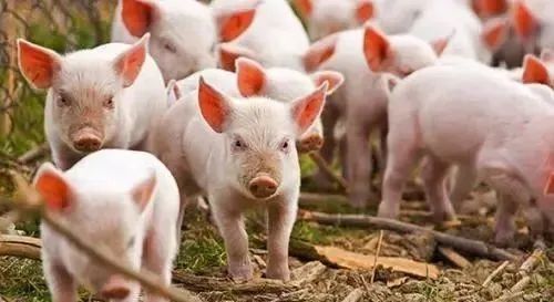 【養(yǎng)豬產(chǎn)業(yè)】26層“養(yǎng)豬樓”火了？！其實(shí)，還是蠻難的