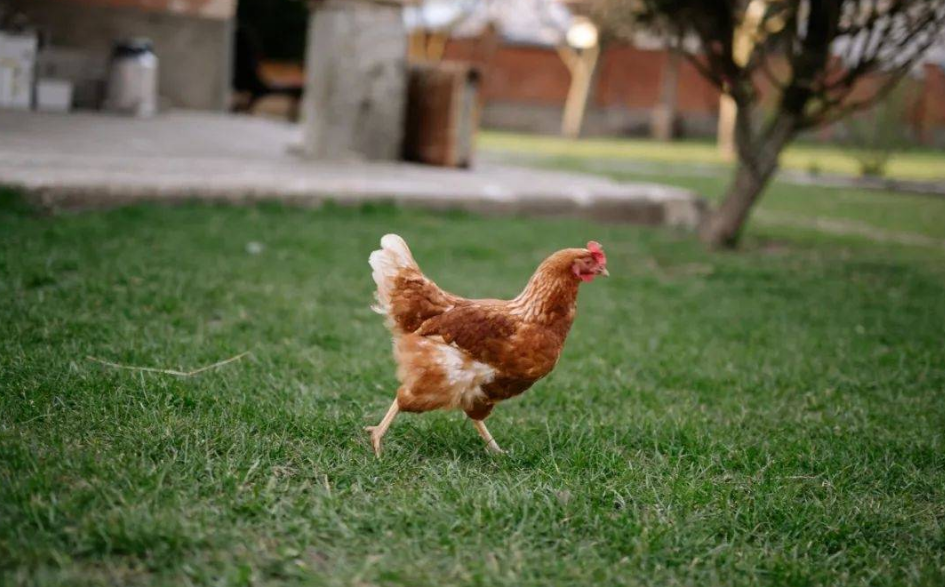 【鄉(xiāng)村振興案例】云浮創(chuàng)新養(yǎng)殖模式：以預(yù)制菜盤活資源實(shí)現(xiàn)多方共贏！