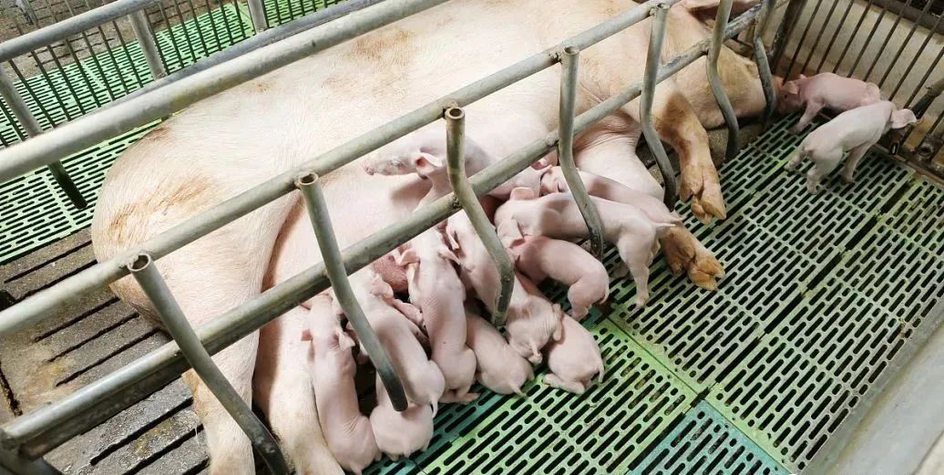 牧原日賺2億！正邦首次回應(yīng)再次成為被執(zhí)行人！飼料最高已漲1000！全國(guó)產(chǎn)量環(huán)比增7.5%！