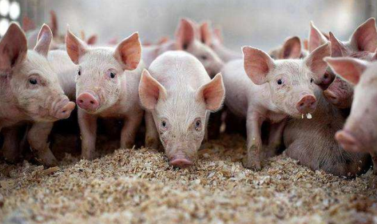 三農(nóng)日?qǐng)?bào)|政策：大力延長(zhǎng)花卉產(chǎn)業(yè)鏈；畜禽飼料成人類糧食資源競(jìng)爭(zhēng)者