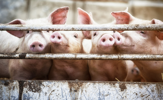 聯(lián)想養(yǎng)豬，來真的~