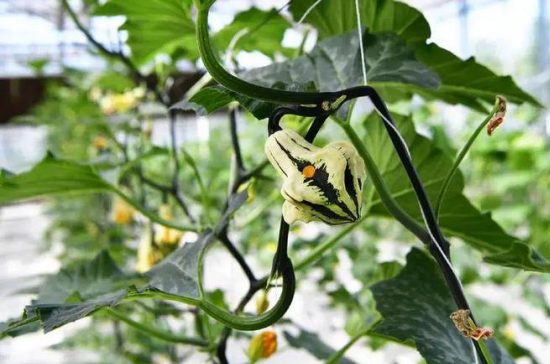 三農(nóng)日?qǐng)?bào)|政策：加大漁業(yè)減排增匯；院士：中國(guó)農(nóng)業(yè)遭遇勞動(dòng)力短缺難題