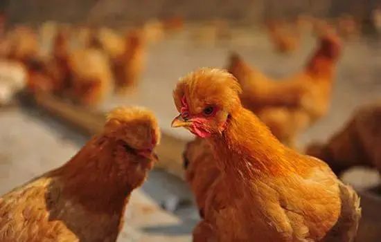 【育種世界】種雞：全球7大家禽育種公司的前世今生
