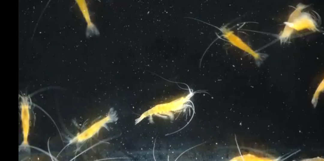 【商業(yè)案例】中國聯(lián)通數(shù)字鄉(xiāng)村開拓智慧養(yǎng)殖新模式