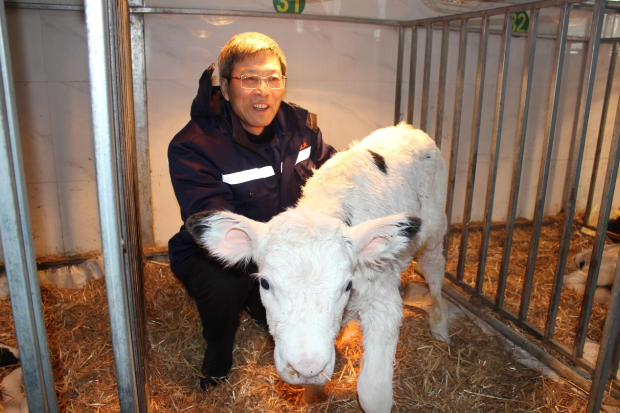 【農(nóng)業(yè)科技】國內(nèi)首次！克隆技術(shù)在奶牛良種繁育領(lǐng)域取得新突破