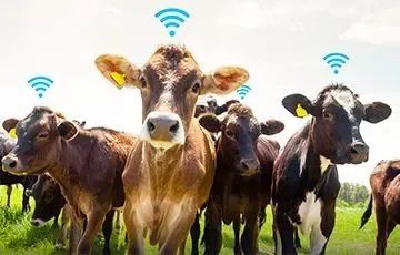 發展向好！2022中國智慧養殖行業全景速覽