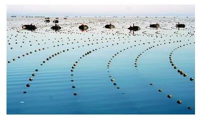 【政策解讀】農(nóng)業(yè)農(nóng)村部：關(guān)于做好2023年水產(chǎn)綠色健康養(yǎng)殖技術(shù)推廣“五大行動”工作